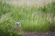 Great Horned Owl In The Grass Wall Mural