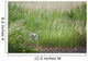 Great Horned Owl In The Grass Wall Mural