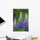 Budding Purple Lupines Wall Mural