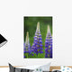 Budding Purple Lupines Wall Mural