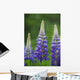 Budding Purple Lupines Wall Mural