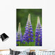 Budding Purple Lupines Wall Mural