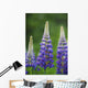Budding Purple Lupines Wall Mural