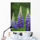 Budding Purple Lupines Wall Mural