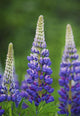Budding Purple Lupines Wall Mural