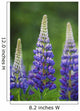Budding Purple Lupines Wall Mural