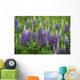 Budding Purple Lupines Wall Mural