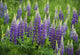 Budding Purple Lupines Wall Mural
