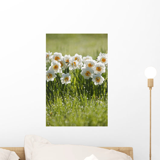 Daffodils In The Dew Covered Grass Wall Mural