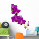 Orchidee