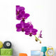 Orchidee