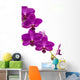 Orchidee