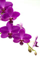 Orchidee