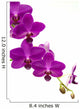 Orchidee