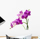 Orchidee