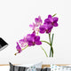 Orchidee