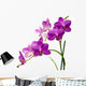 Orchidee