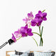 Orchidee