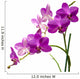 Orchidee
