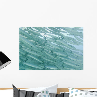School Barracudas Swimming Underwater Wall Mural shown on a wall