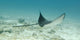A Spotted Eagle Ray Under The Water Wall Mural