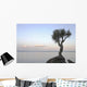 A Lone Tree On Lake Superior Wall Mural