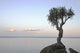 A Lone Tree On Lake Superior Wall Mural