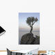 A Lone Tree On Lake Superior Wall Mural