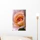 Close Up Of A Pink Rose Wall Mural