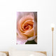 Close Up Of A Pink Rose Wall Mural