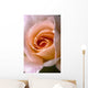 Close Up Of A Pink Rose Wall Mural