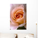 Close Up Of A Pink Rose Wall Mural