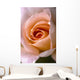 Close Up Of A Pink Rose Wall Mural