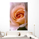 Close Up Of A Pink Rose Wall Mural
