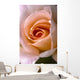 Close Up Of A Pink Rose Wall Mural