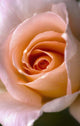 Close Up Of A Pink Rose Wall Mural