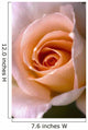 Close Up Of A Pink Rose Wall Mural