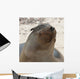 Whiskers On The Face Of A Fur Seal Wall Mural