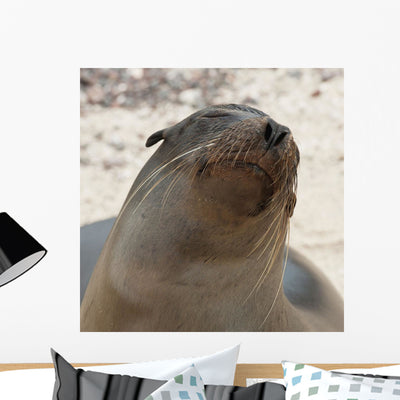 Whiskers Face Fur Seal Wall Mural shown on a wall