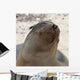 Whiskers On The Face Of A Fur Seal Wall Mural