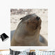 Whiskers On The Face Of A Fur Seal Wall Mural