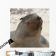 Whiskers On The Face Of A Fur Seal Wall Mural