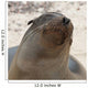 Whiskers On The Face Of A Fur Seal Wall Mural