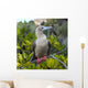 A Red-Footed Booby Wall Mural