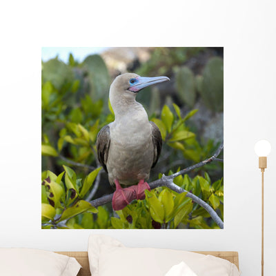 Red-footed Booby Wall Mural shown on a wall
