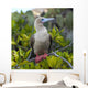 A Red-Footed Booby Wall Mural