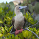 A Red-Footed Booby Wall Mural