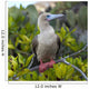A Red-Footed Booby Wall Mural