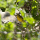 Yellow Warbler Wall Mural
