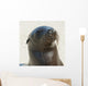 Sea Lion Wall Mural